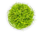 Preview: Zwergnadelsimse - Eleocharis pusilla in vitro